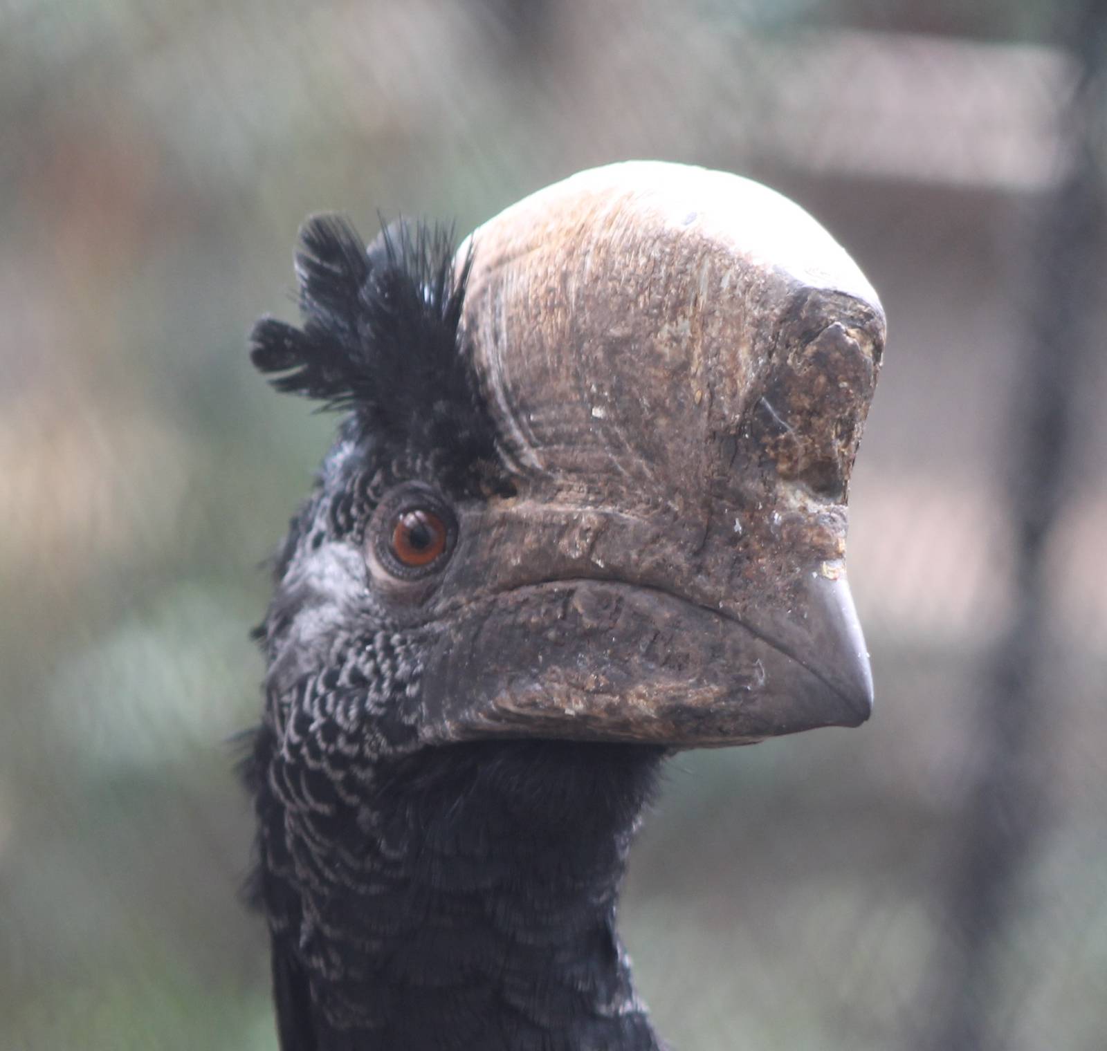 Silvery-cheeked hornbill