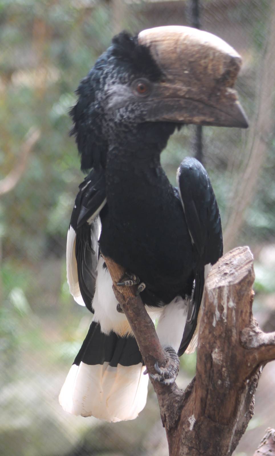 Silvery-cheeked hornbill
