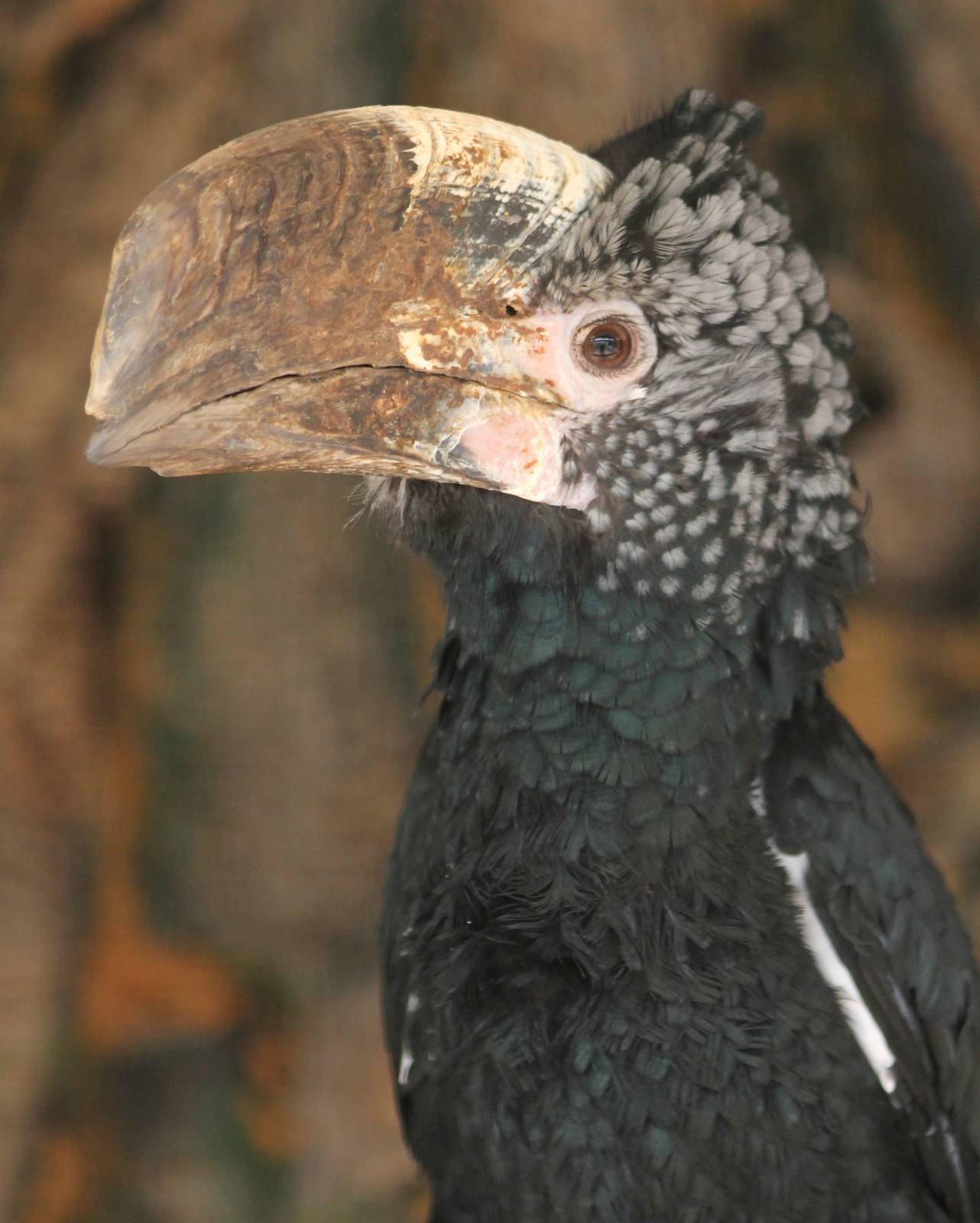 Silvery-cheeked hornbill