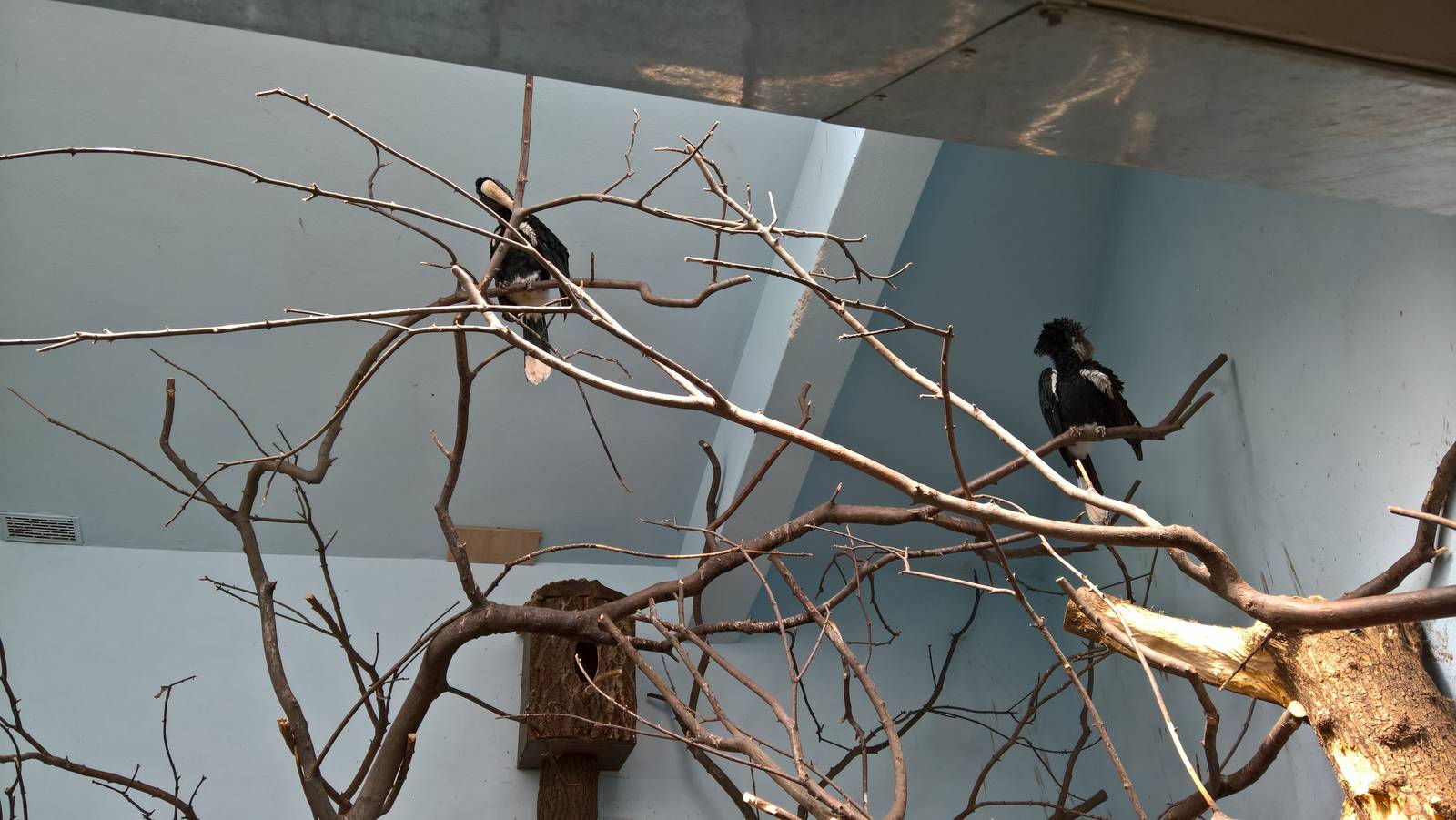 Silvery-cheeked hornbill