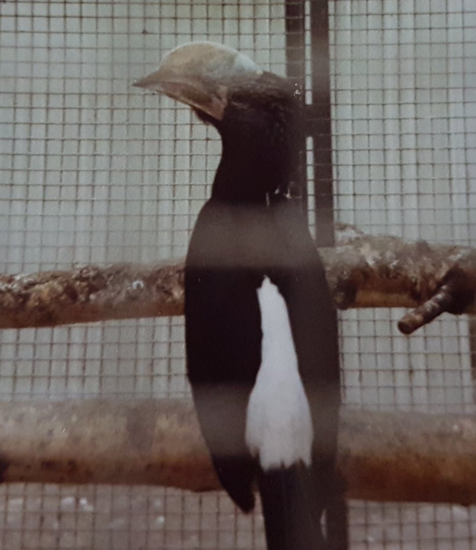 Silvery-cheeked hornbill