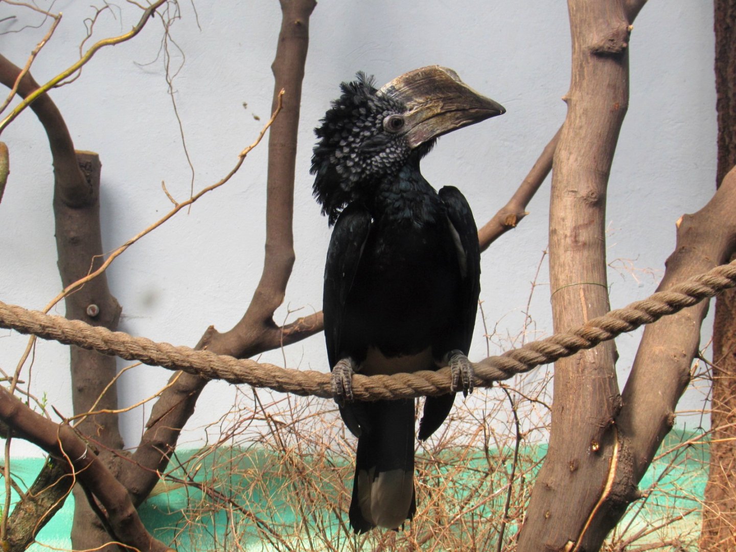 Silvery-cheeked Hornbill