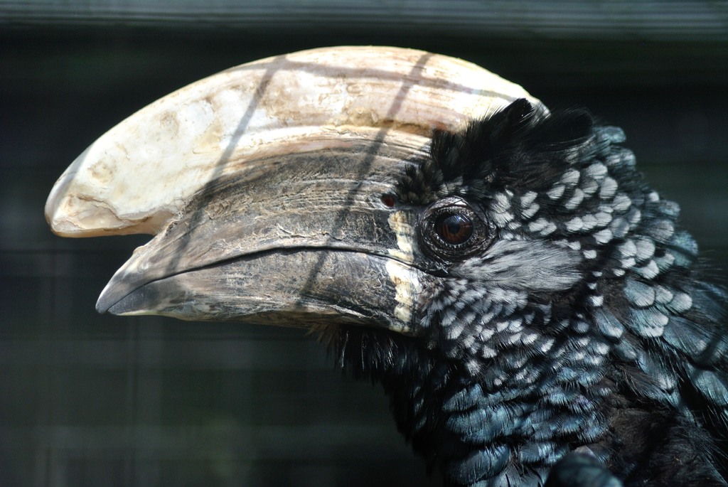 Silvery-cheeked hornbill