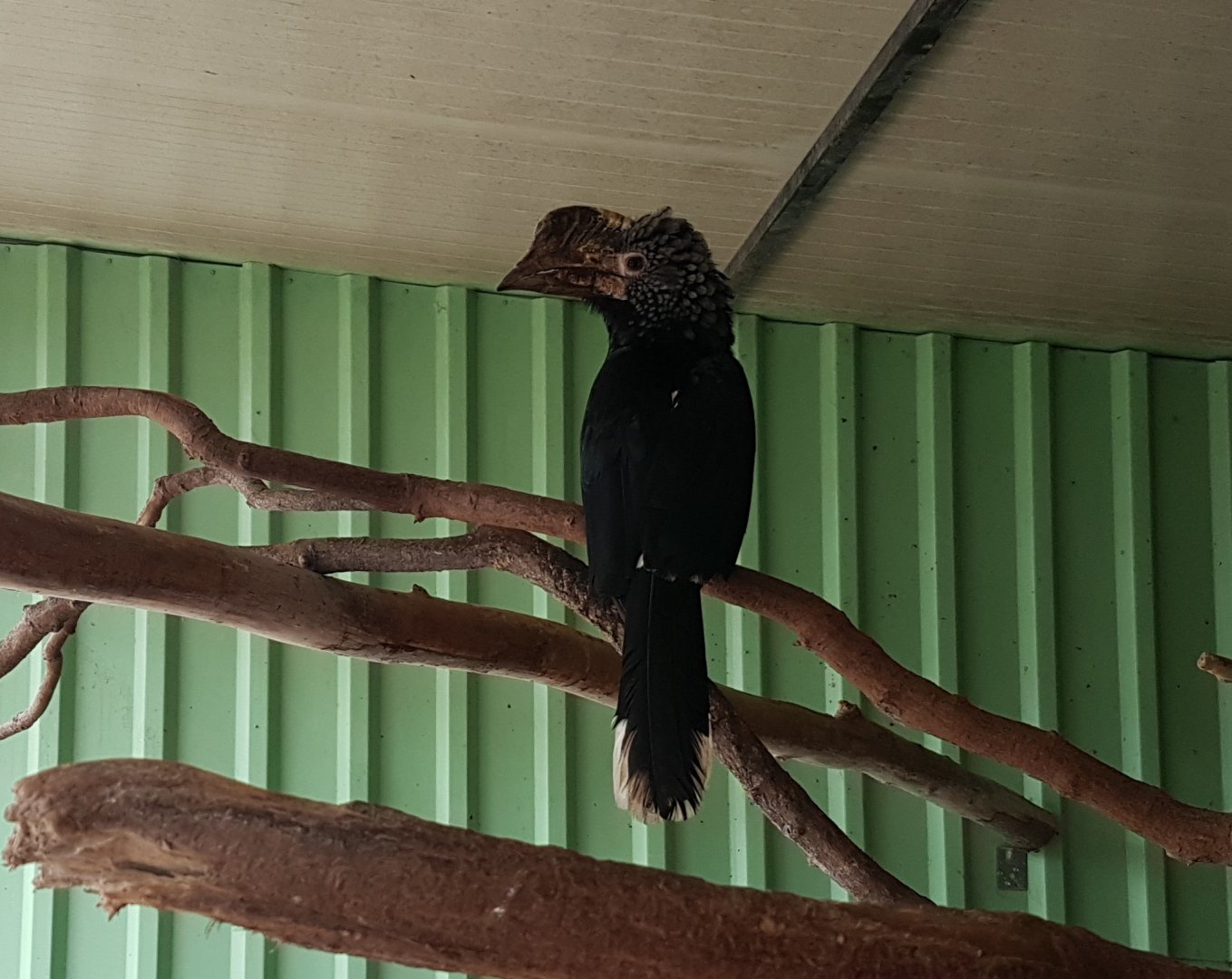 Silvery-cheeked hornbill