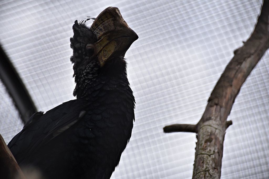 Silvery-cheeked hornbill