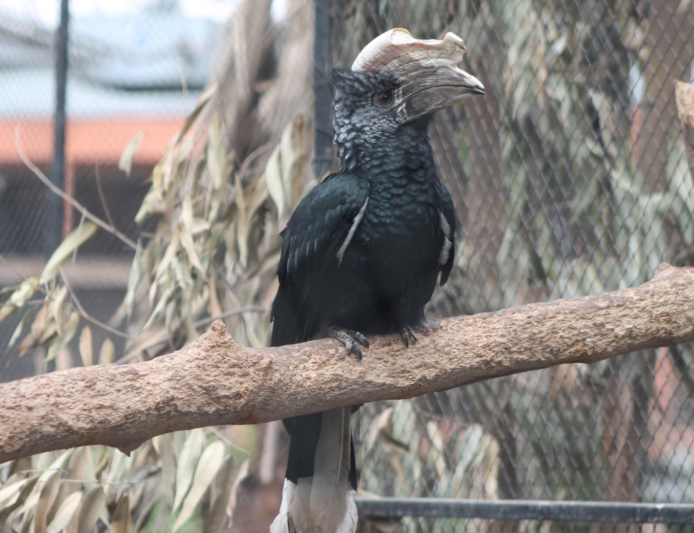 Silvery-cheeked hornbill