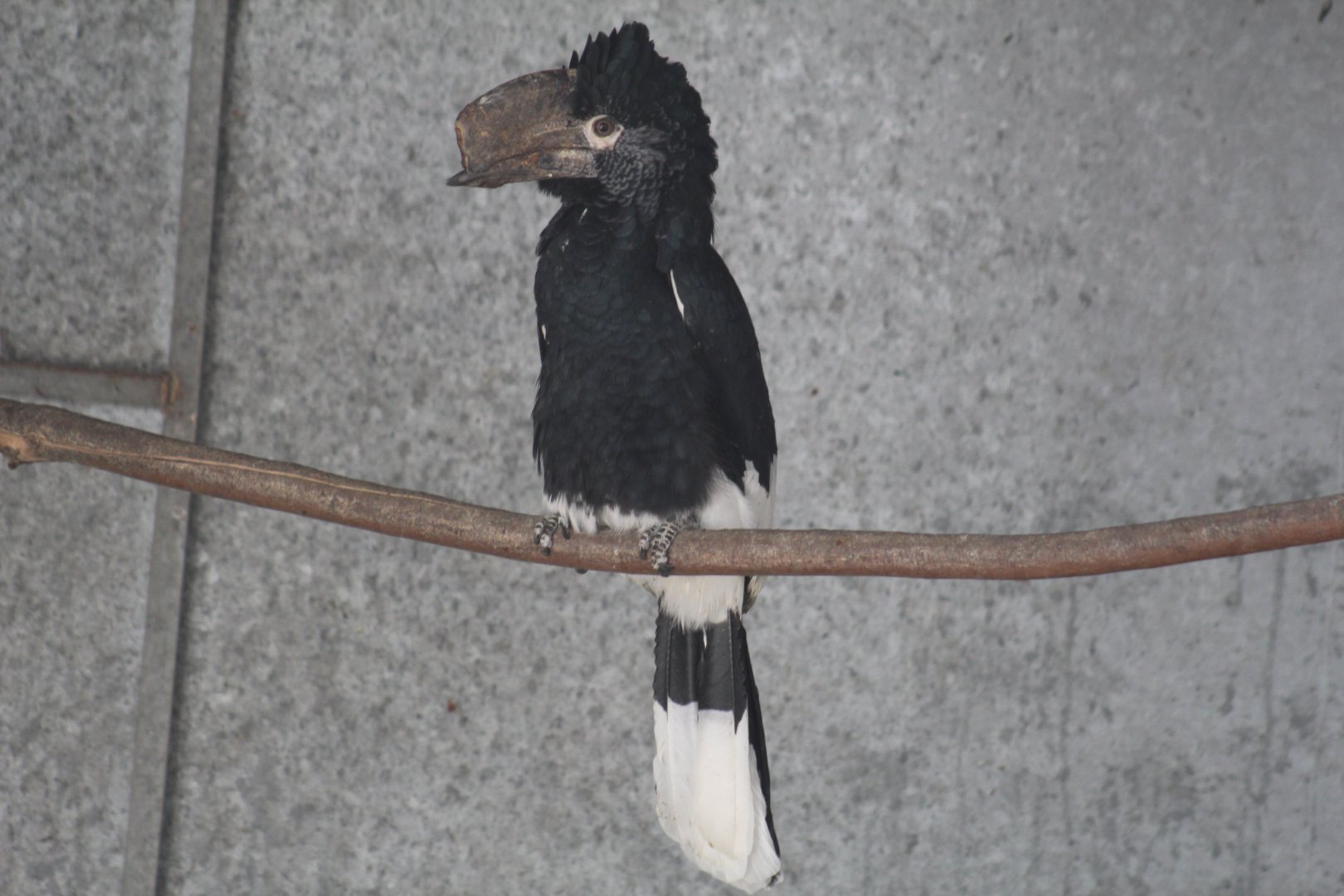 Silvery-Cheeked Hornbill
