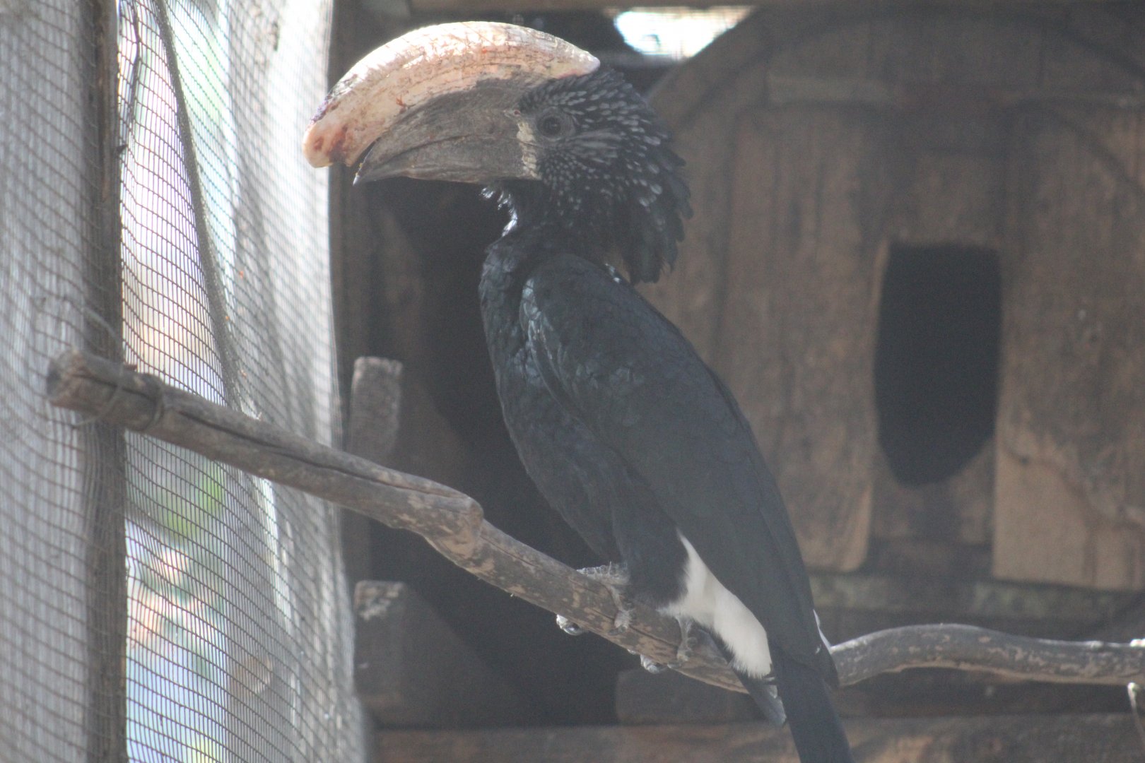 Silvery-Cheeked Hornbill