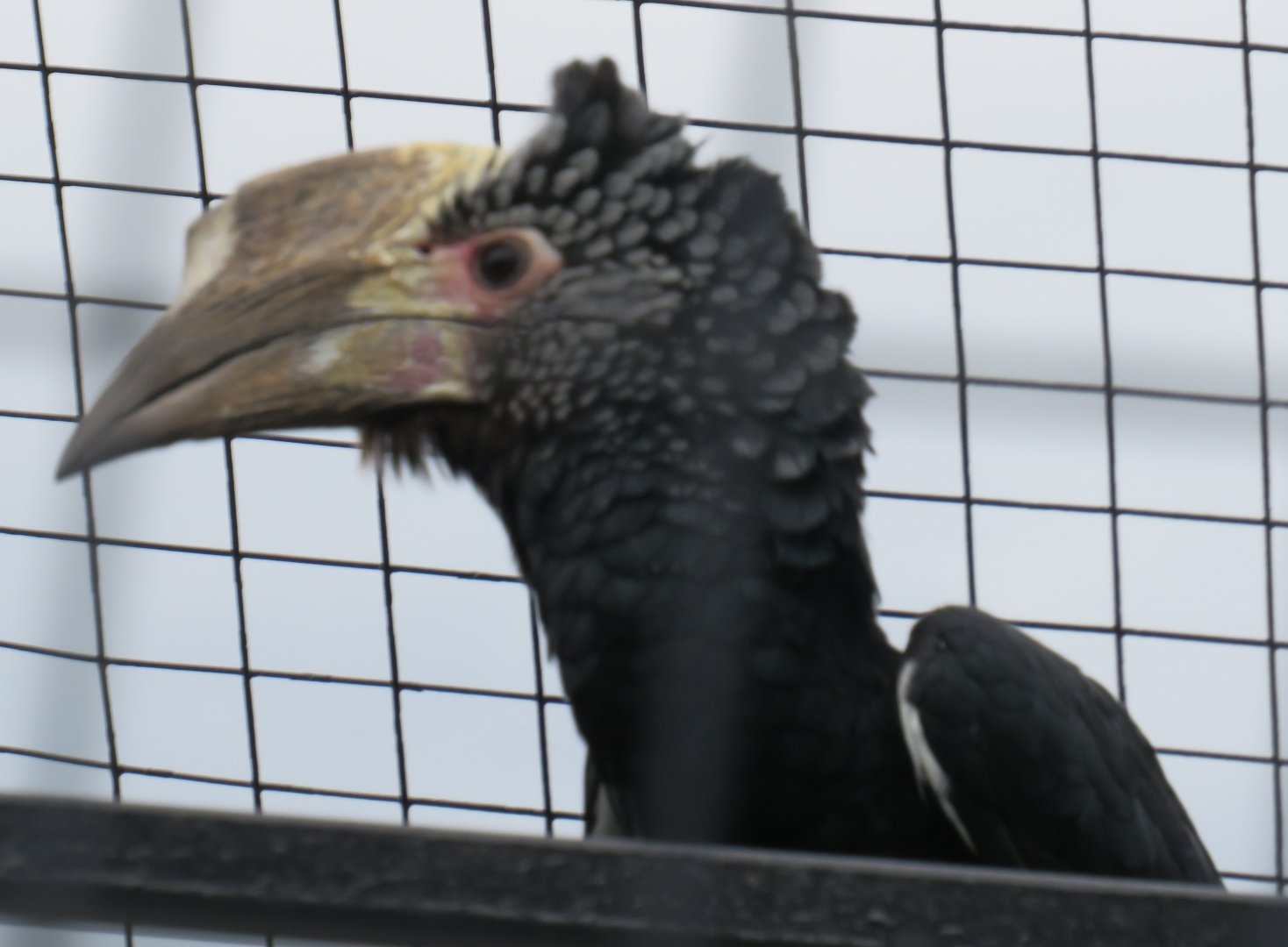 Silvery-cheeked hornbill