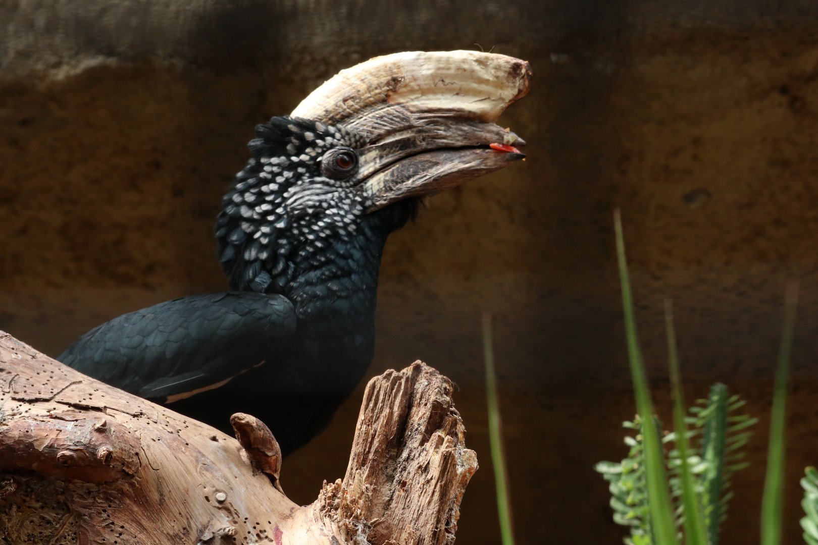 Silvery-cheeked Hornbill