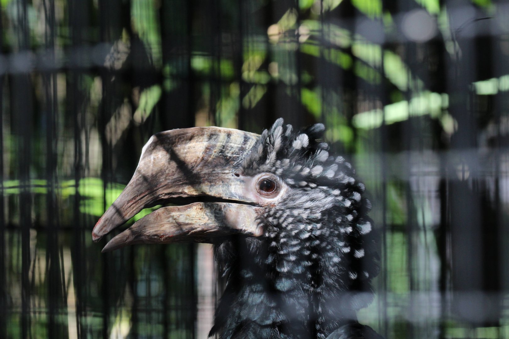Silvery-cheeked Hornbill