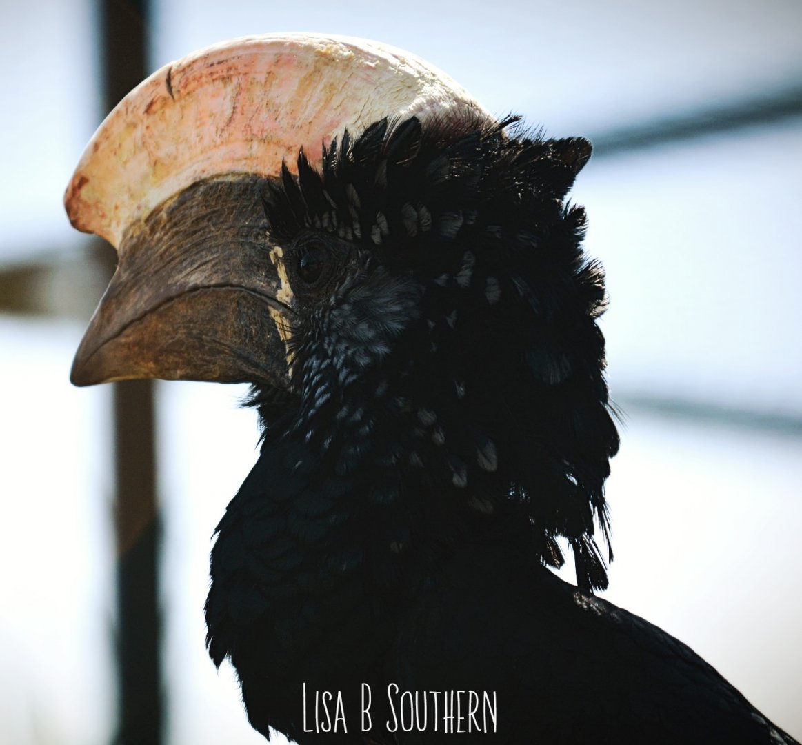 .:Silvery-cheeked Hornbill:.