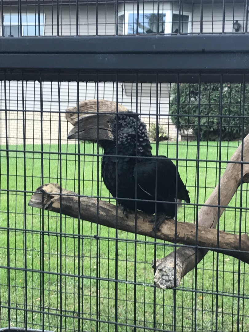 Silvery-Cheeked Hornbill