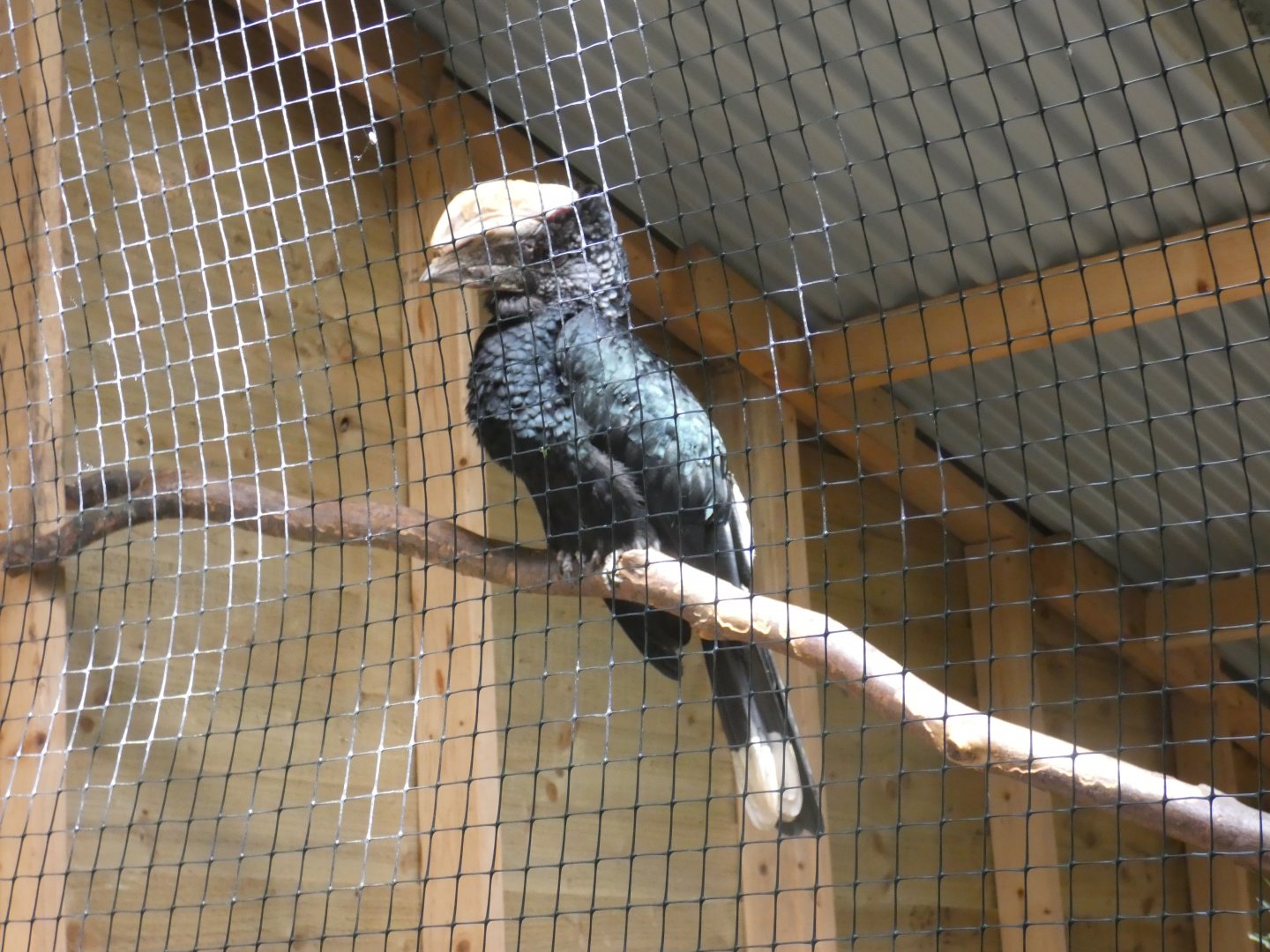 Silvery-cheeked hornbill