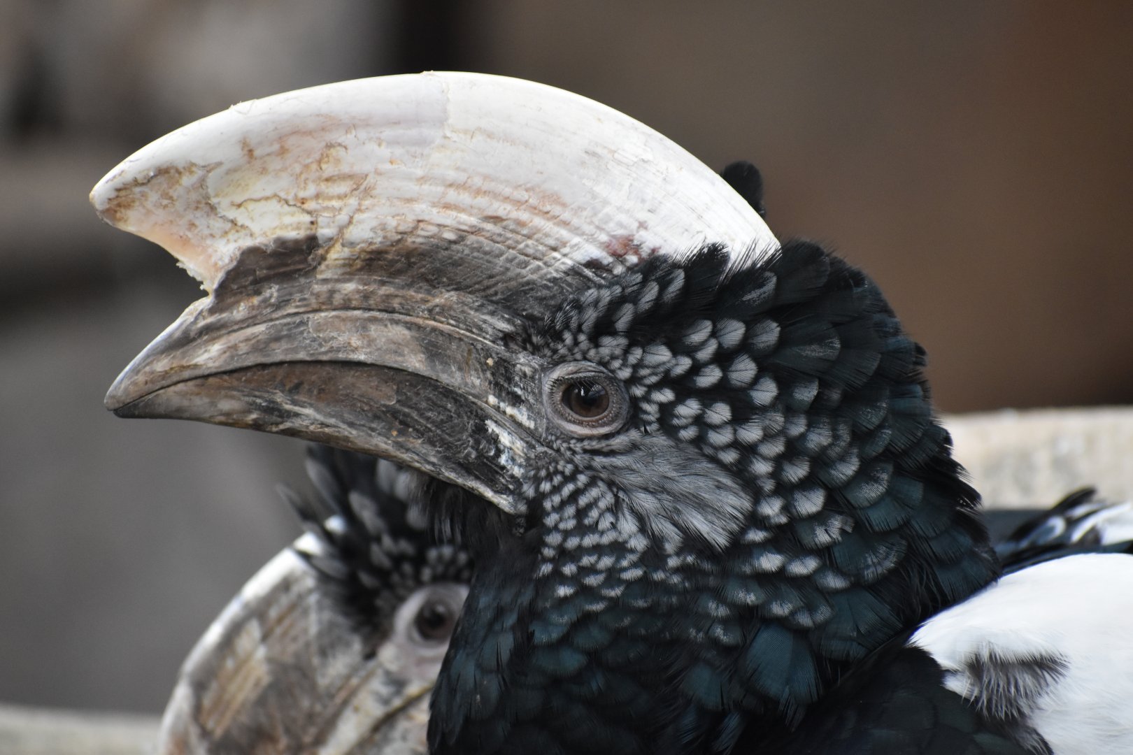 Silvery-cheeked hornbill