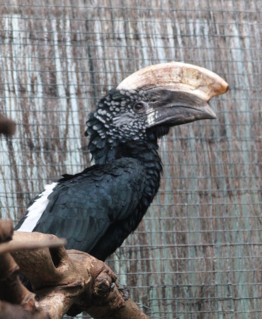 Silvery-cheeked hornbill