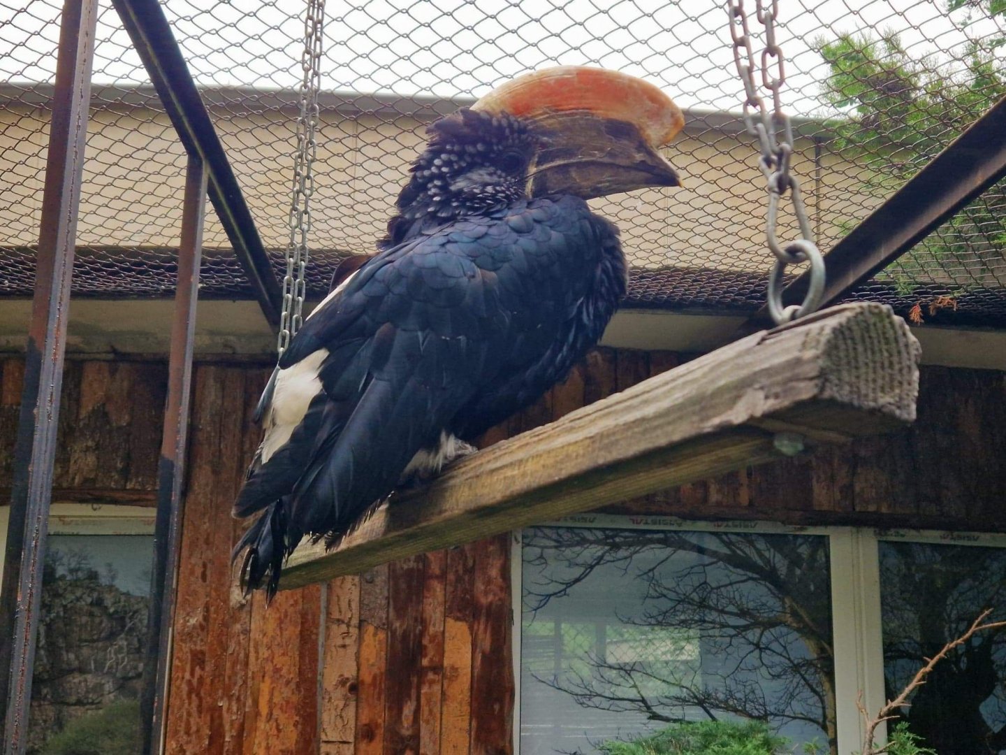 Silvery-cheeked hornbill