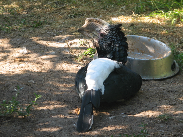Silvery-cheeked hornbill
