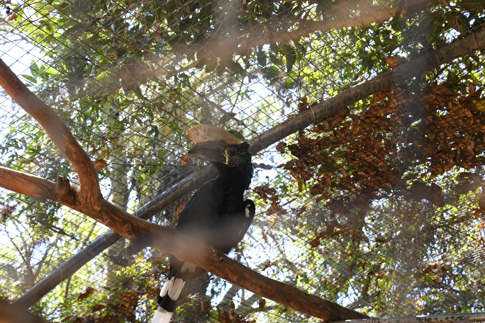 Silvery-cheeked Hornbill