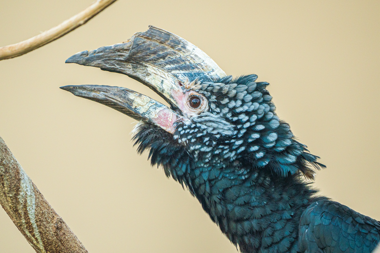 Silvery-cheeked Hornbill