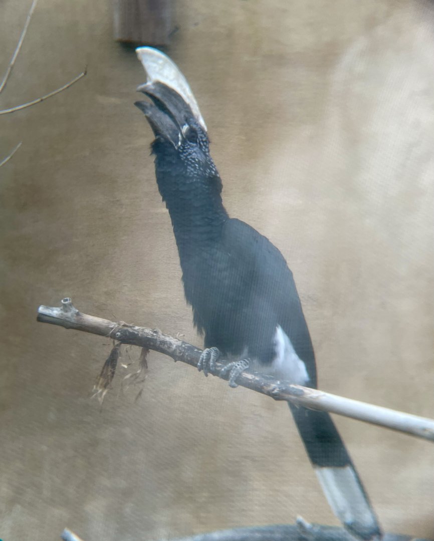 Silvery-cheeked Hornbill
