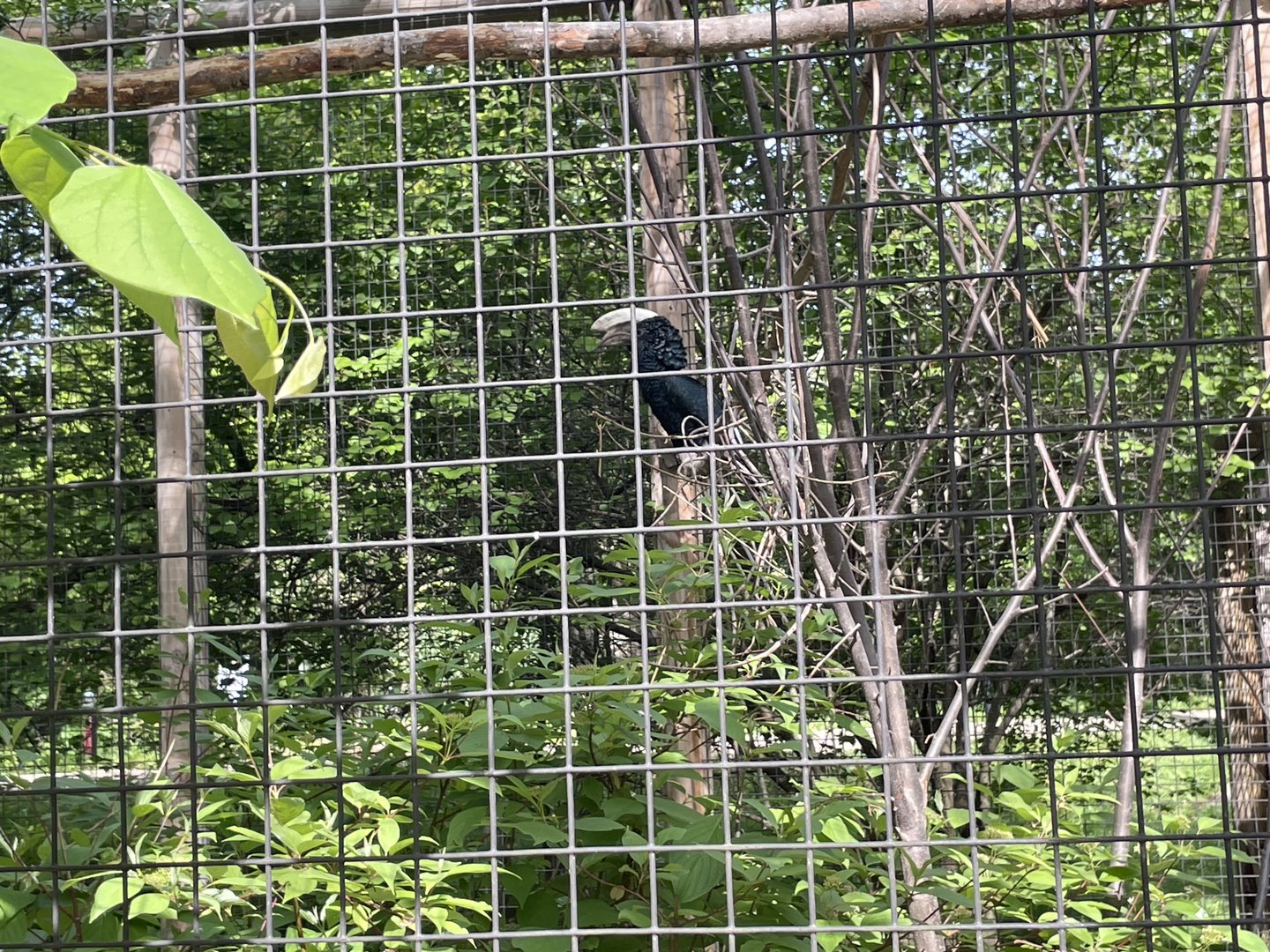Silvery-cheeked hornbill