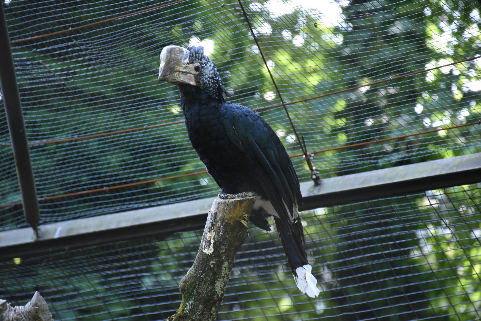 Silvery-cheeked hornbill