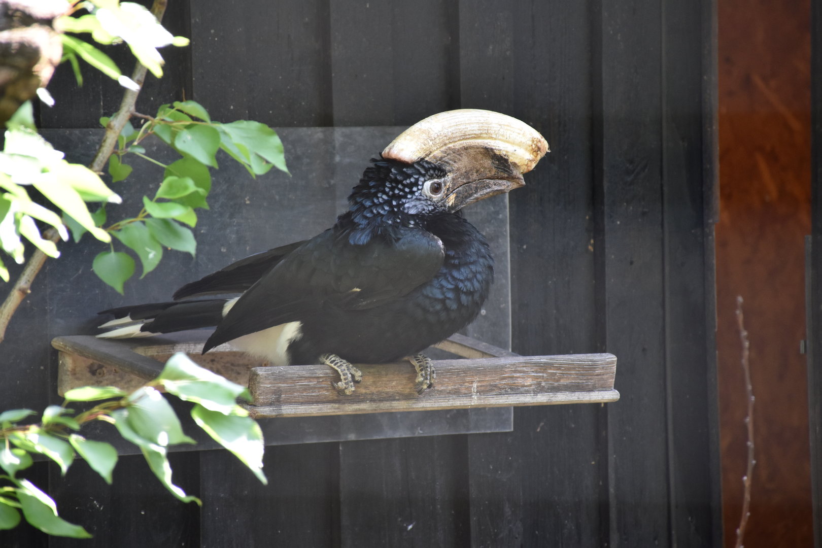 Silvery-cheeked hornbill
