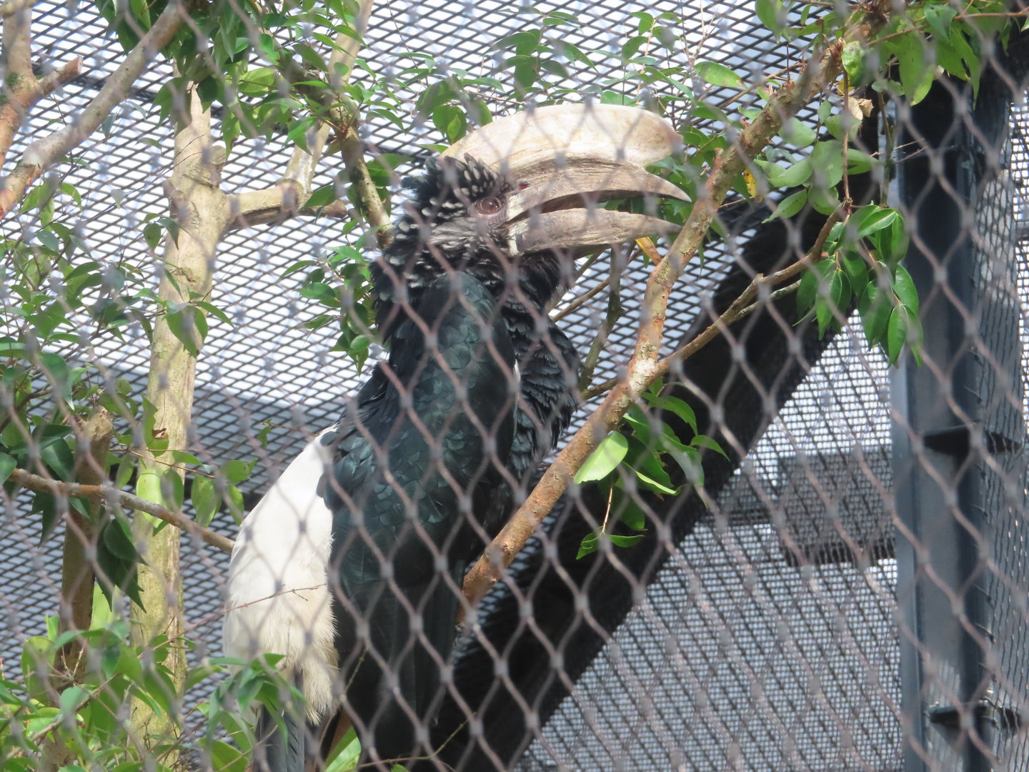 Silvery-cheeked Hornbill