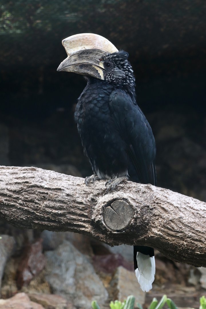 Silvery-cheeked hornbill