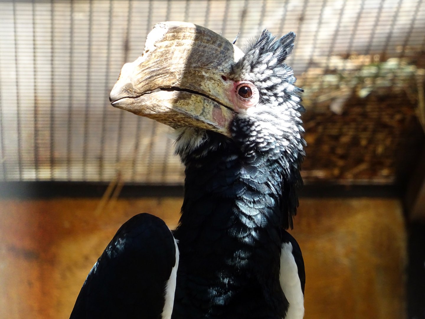 Silvery-Cheeked Hornbill