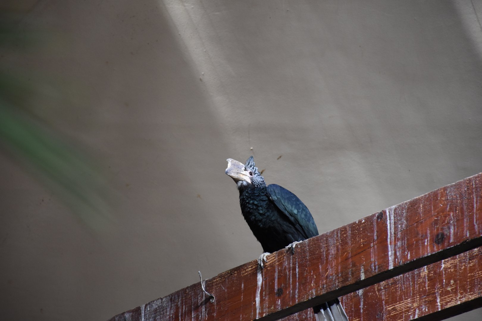 Silvery-cheeked hornbill