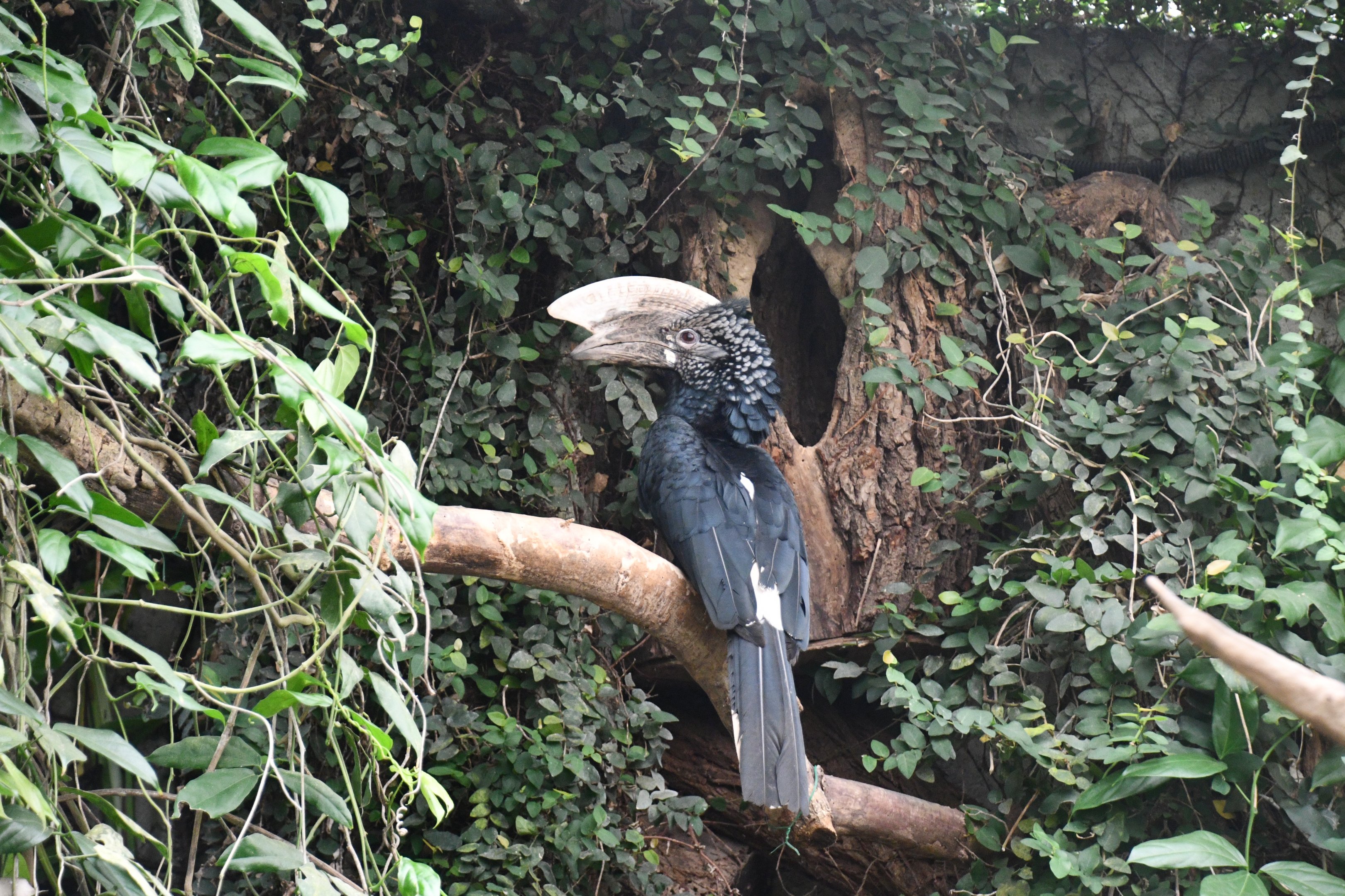 Silvery-cheeked Hornbill