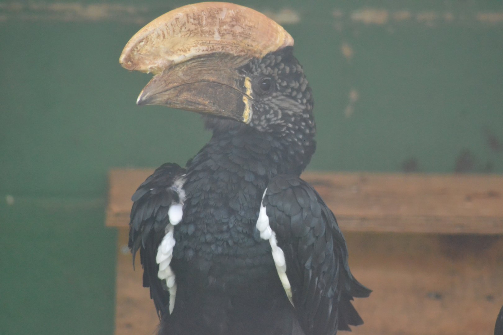 Silvery-cheeked hornbill