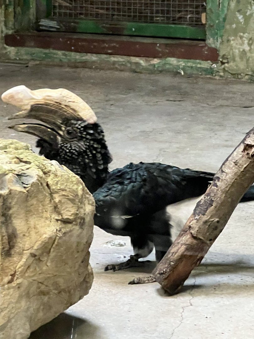 Silvery-Cheeked Hornbill