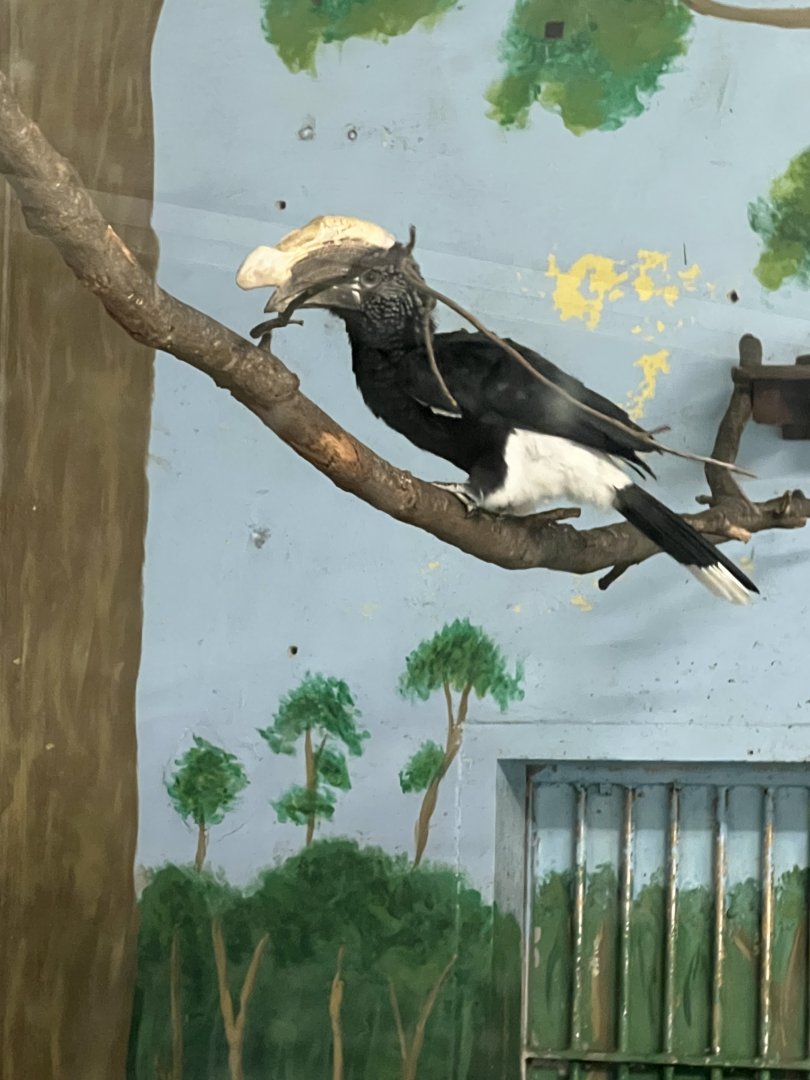 Silvery-Cheeked Hornbill