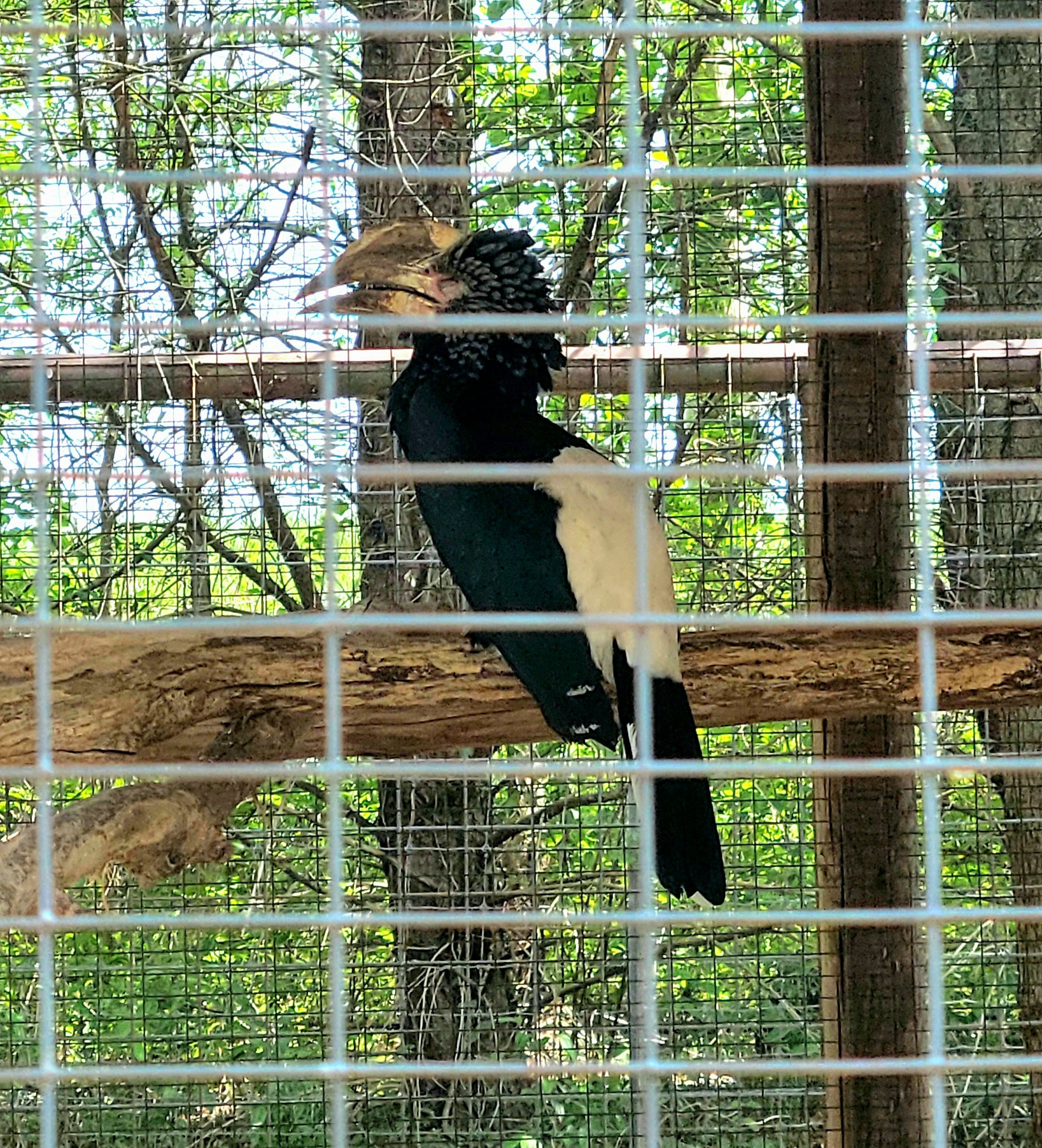 Silvery-Cheeked Hornbill