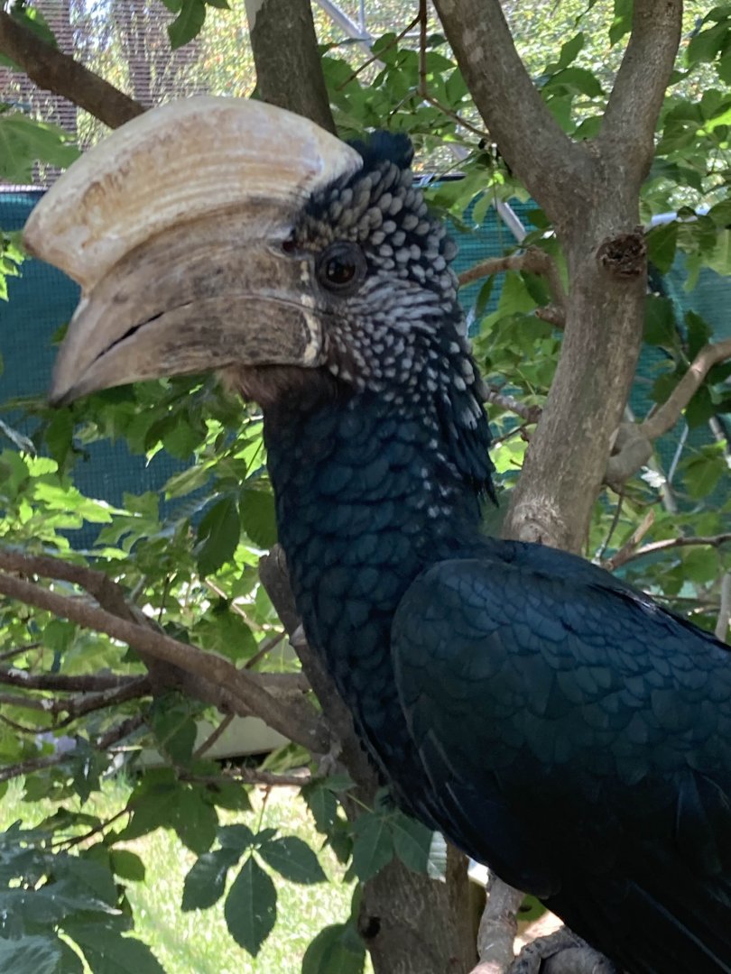 Silvery-Cheeked Hornbill