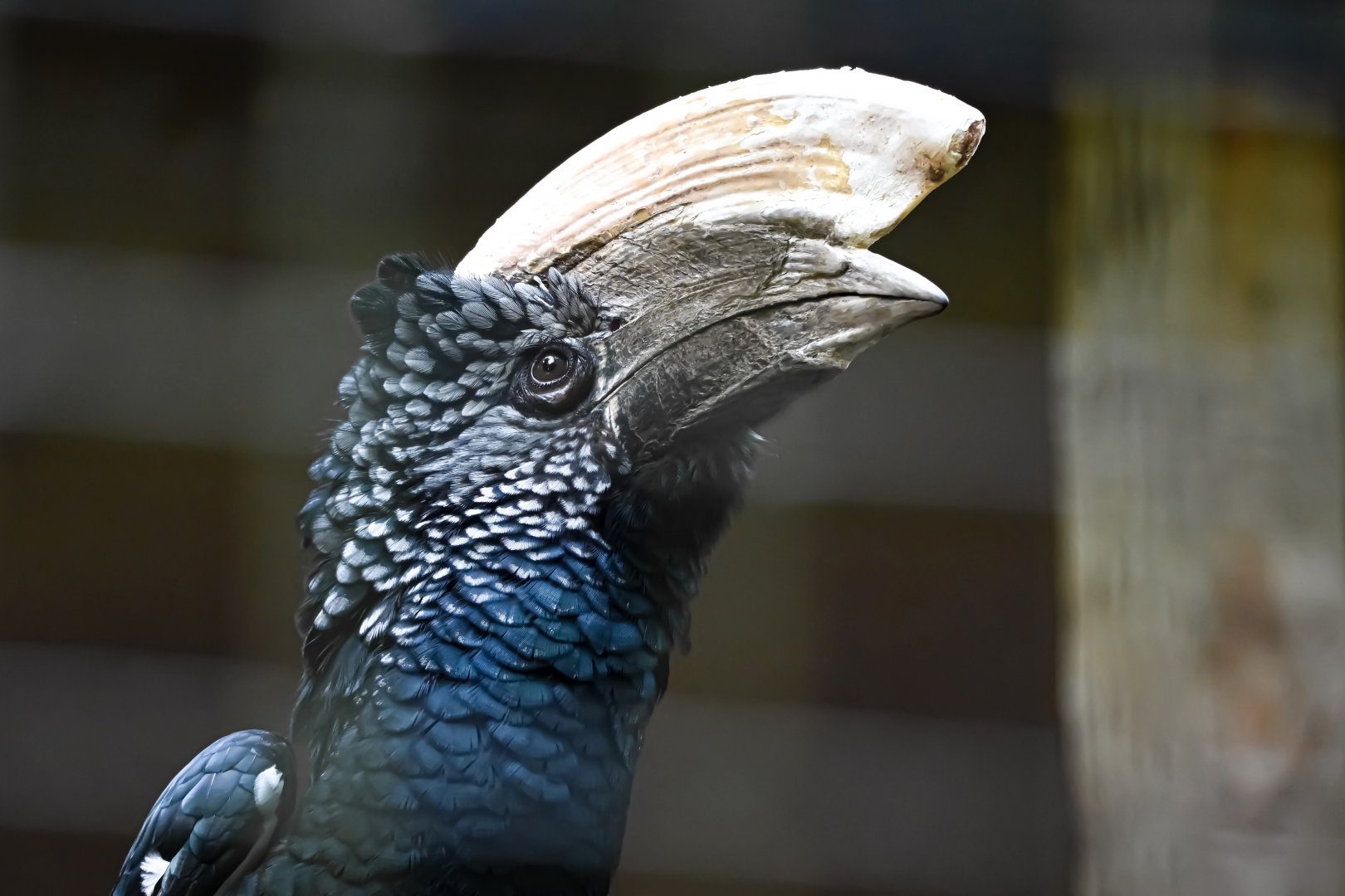 Silvery-cheeked hornbill