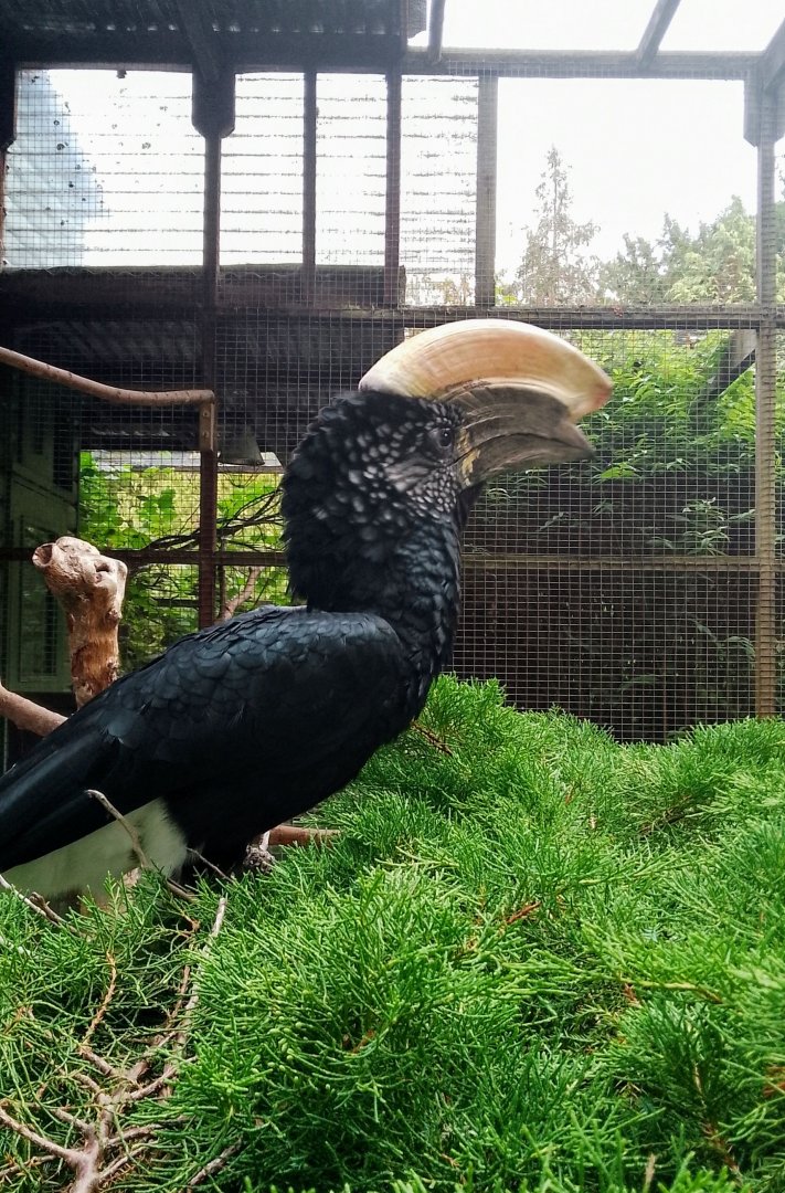Silvery cheeked Hornbill