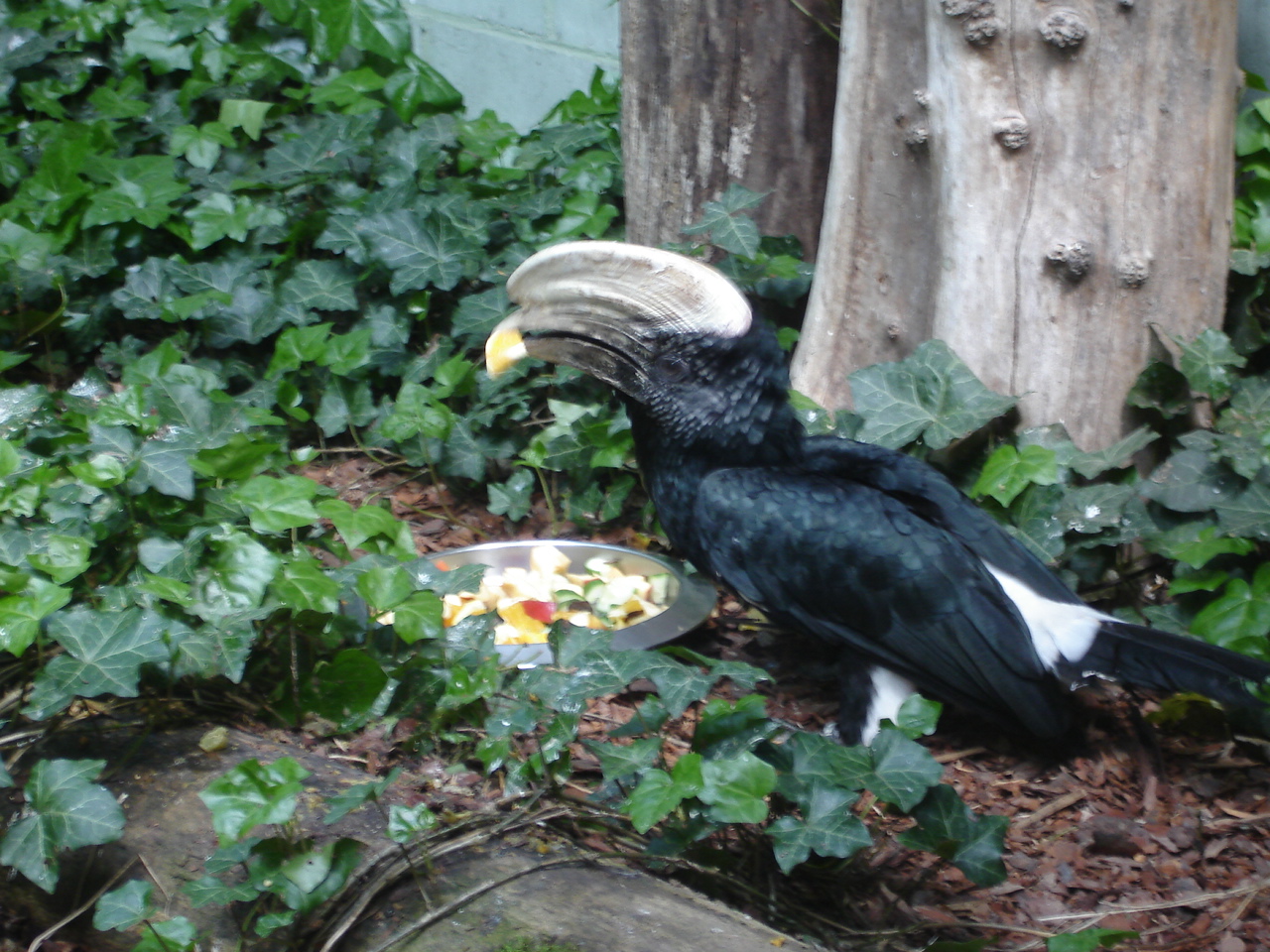 Silvery-cheeked Hornbill