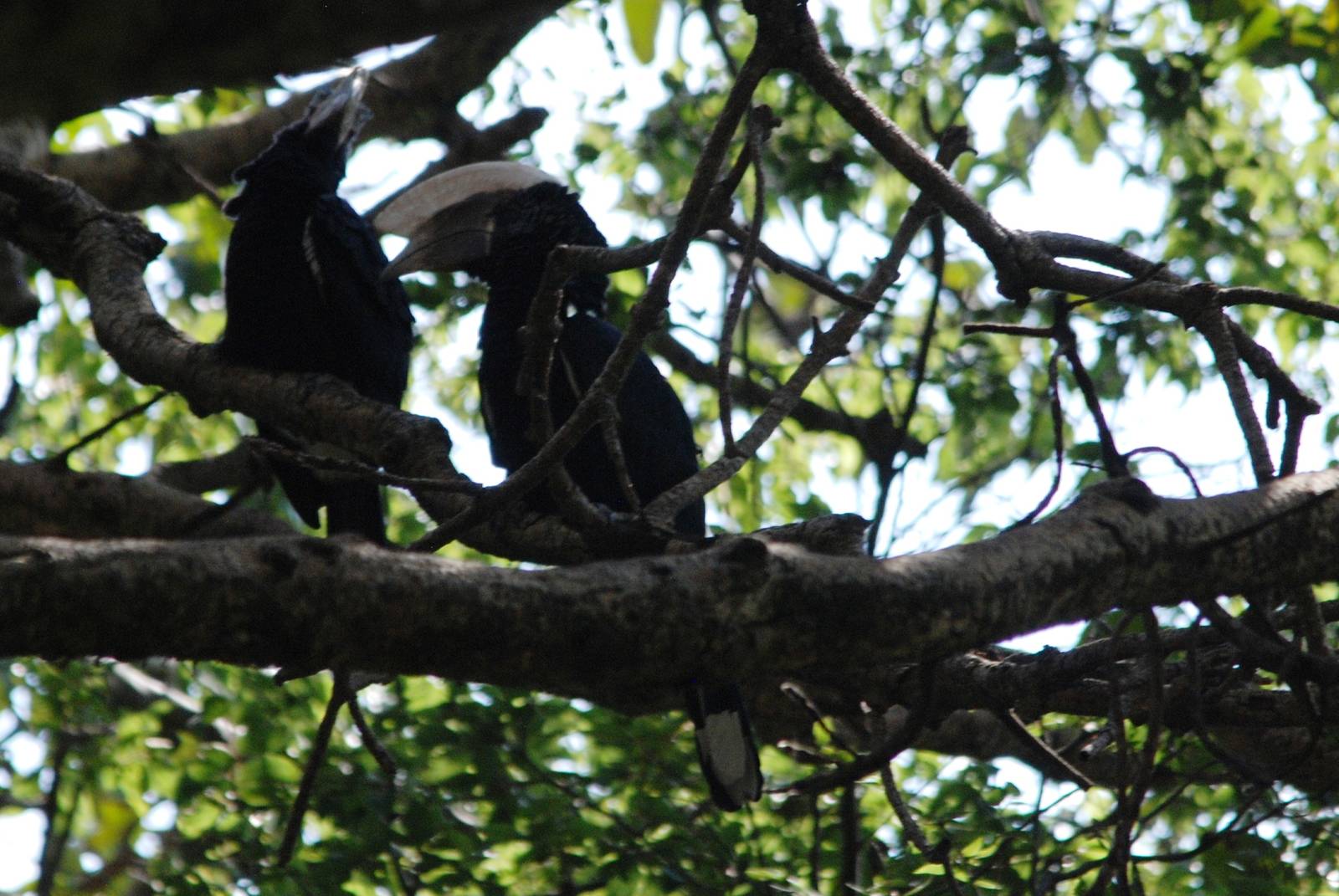 Silvery-cheeked Hornbills at Bishangari Lodge, 14/10/14