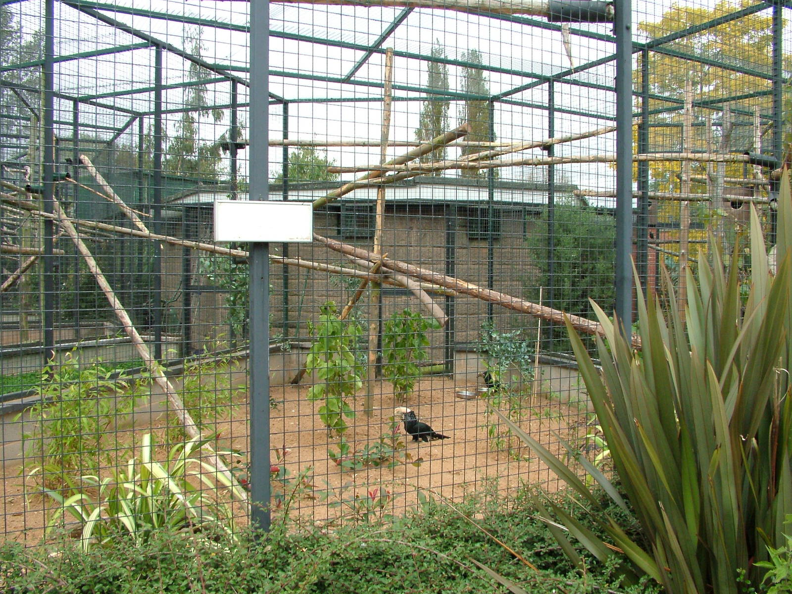 Silvery-cheeked Hornbills at Twycross 13/09/09
