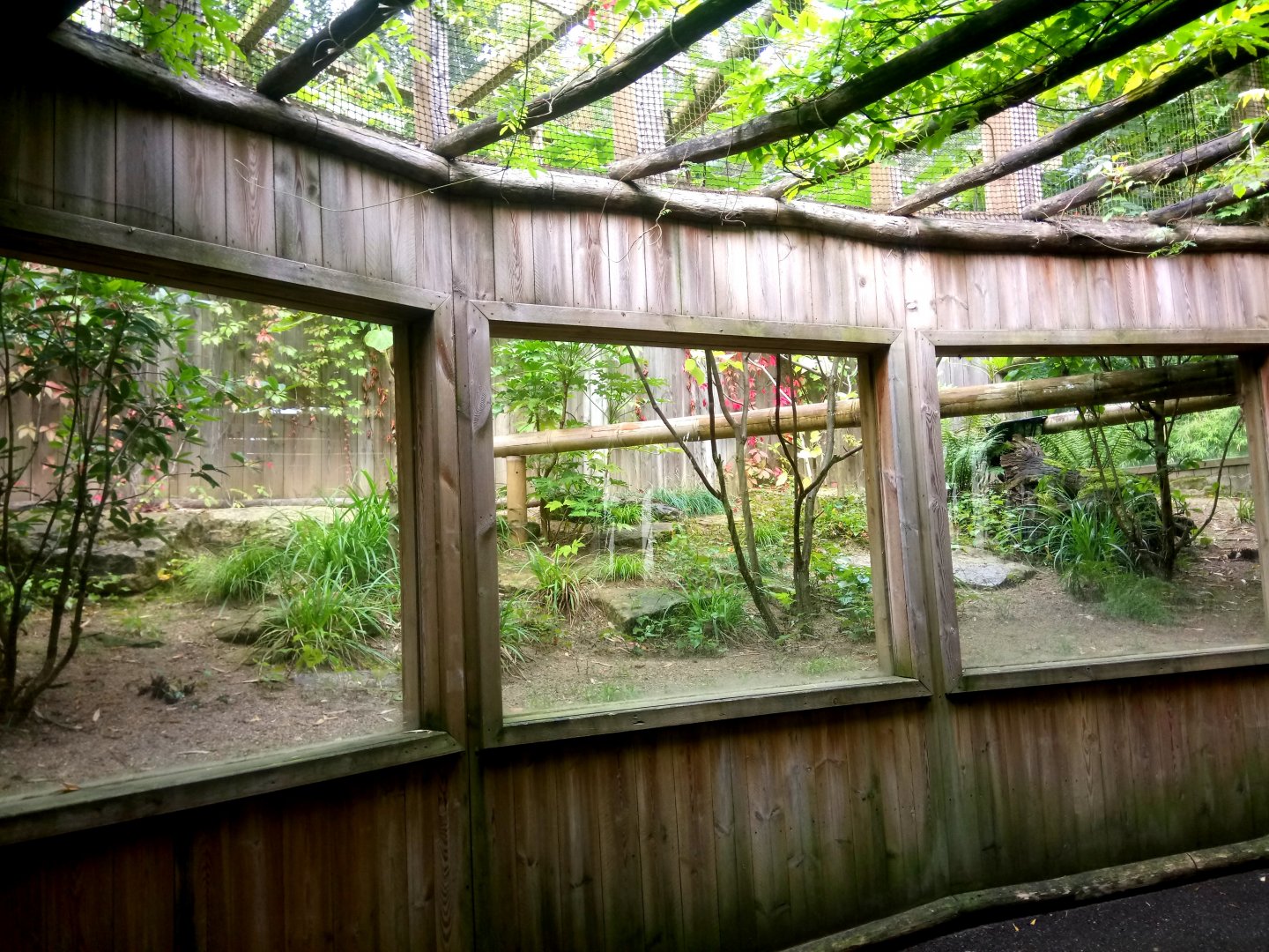 Silvery-cheeked Hornbills Aviary