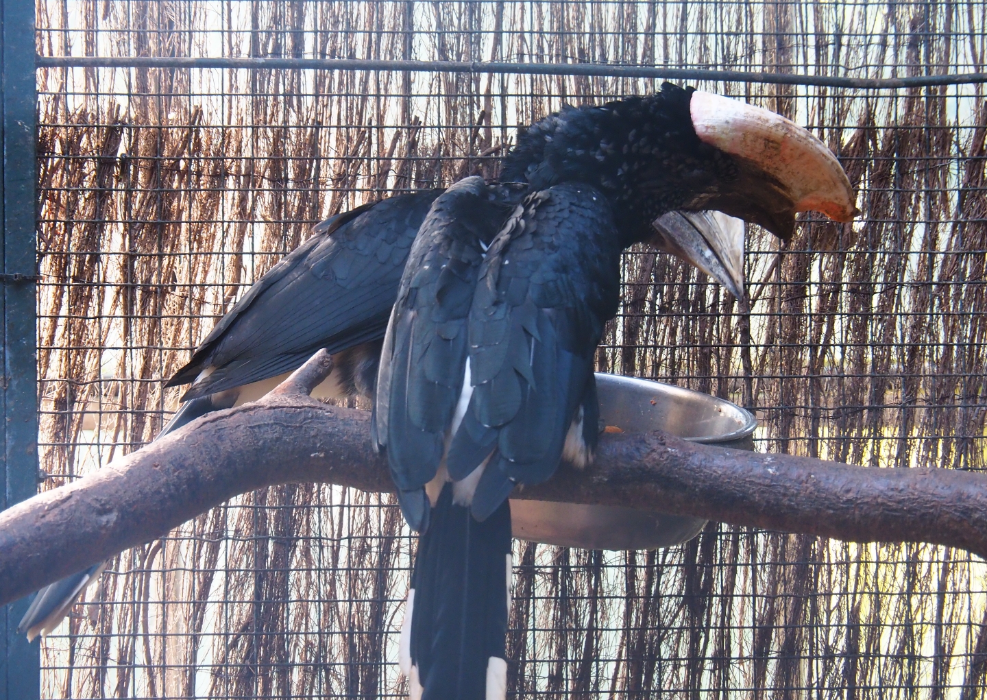 Silvery-cheeked hornbills (Bycanistes brevis), Sep 2nd, 2018