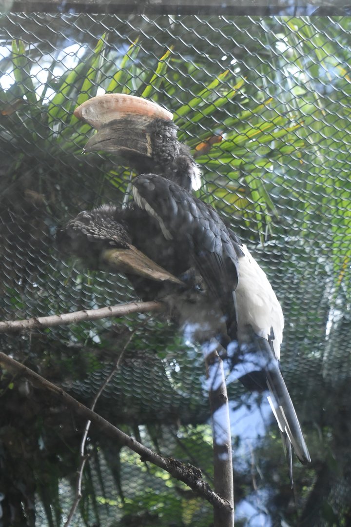 Silvery-cheeked Hornbills (Zoo Lourosa)