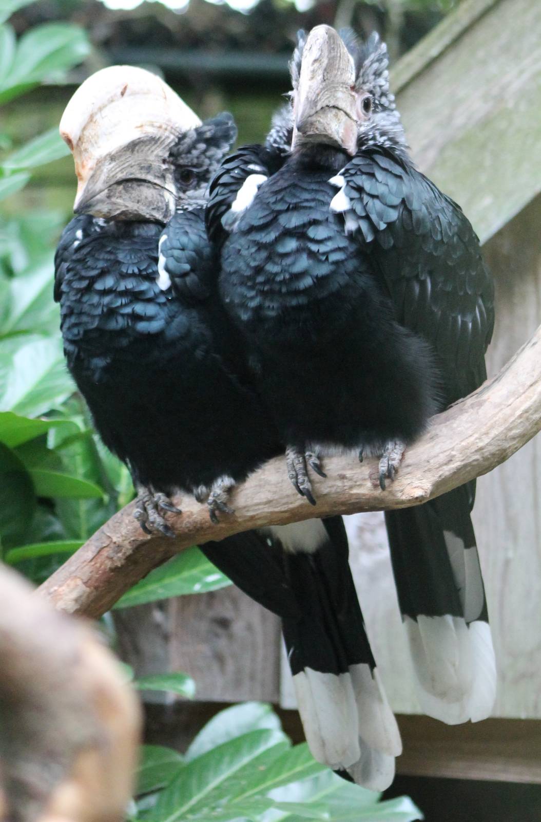 Silvery-cheeked hornbills