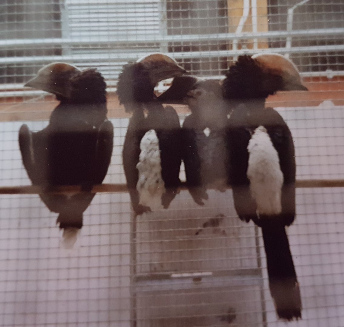 Silvery-cheeked hornbills