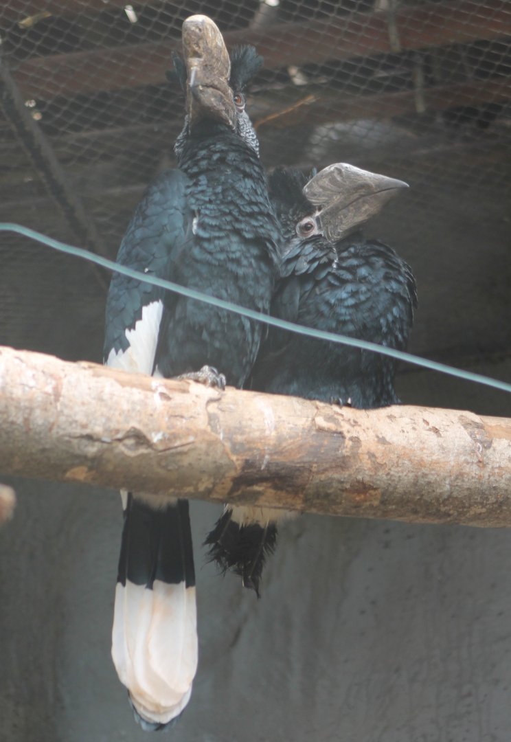 Silvery-cheeked hornbills