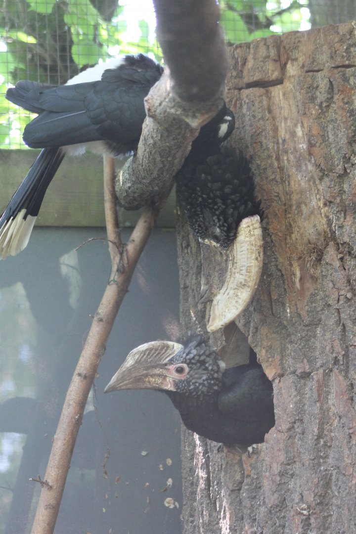 Silvery-cheeked hornbills